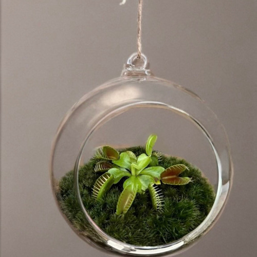 夏限定】ハエトリソウの苔テラリウム涼しげ丸い揺れる癒し手乗りサイズ
