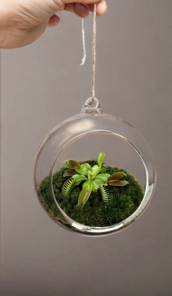 苔とハエトリ草のテラリウム 苔とハエトリ草のテラリウム 夏限定