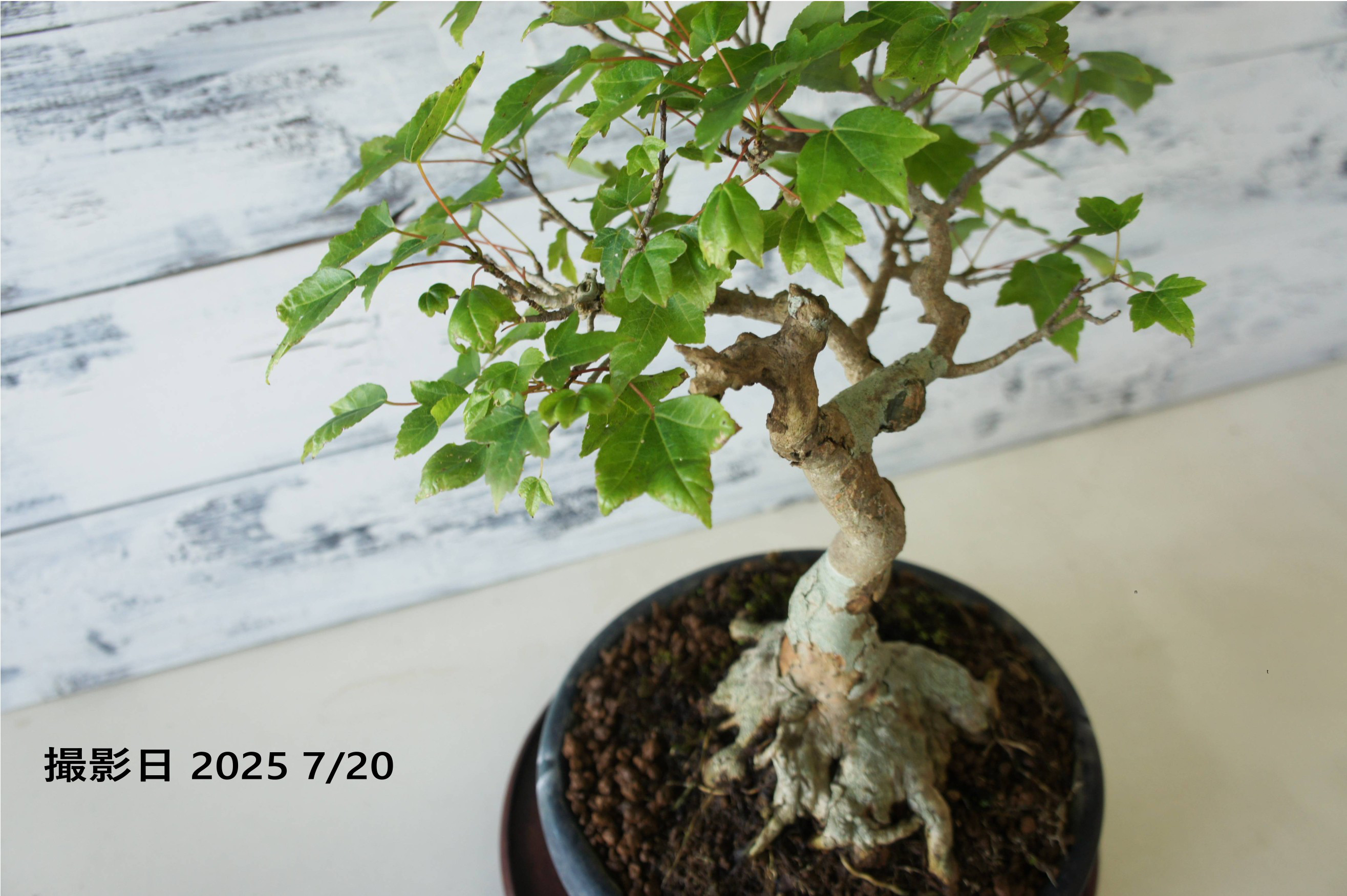 盆栽 『トウカエデ』 和風 インテリア 園芸 ガーデニング 紅葉 オブジェ 観葉植物 166