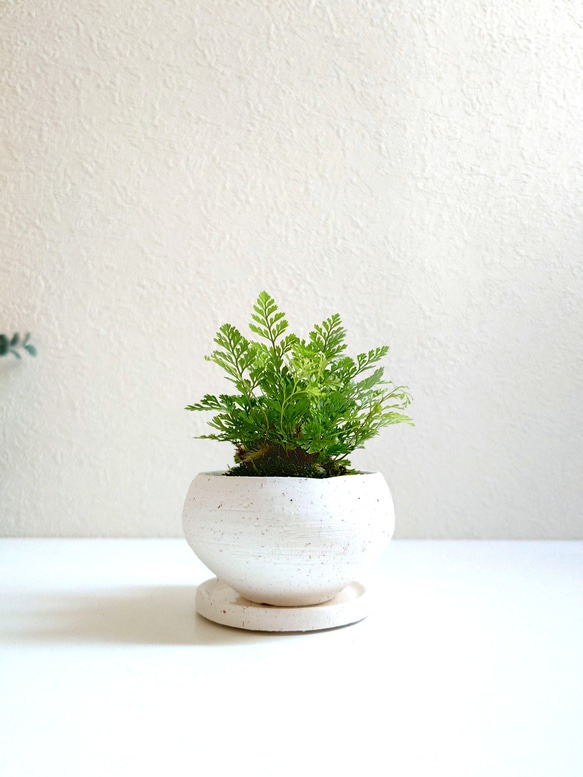 ●数量限定●新作●　厳選・小さめ　”ダバリア・苔玉仕立て　平鉢/受け皿セット（マットホワイト）”　観葉植物　おしゃれ 1枚目の画像