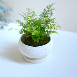 ●数量限定●新作●　厳選・小さめ　”ダバリア・苔玉仕立て　平鉢/受け皿セット（マットホワイト）”　観葉植物　おしゃれ 4枚目の画像