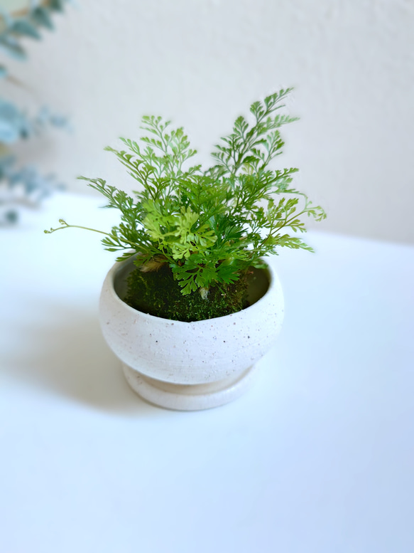 ●数量限定●新作●　厳選・小さめ　”ダバリア・苔玉仕立て　平鉢/受け皿セット（マットホワイト）”　観葉植物　おしゃれ 4枚目の画像