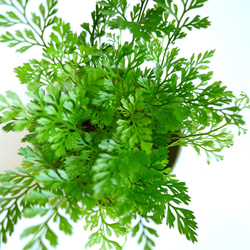 ●数量限定●新作●　厳選・小さめ　”ダバリア・苔玉仕立て　平鉢/受け皿セット（マットホワイト）”　観葉植物　おしゃれ 2枚目の画像