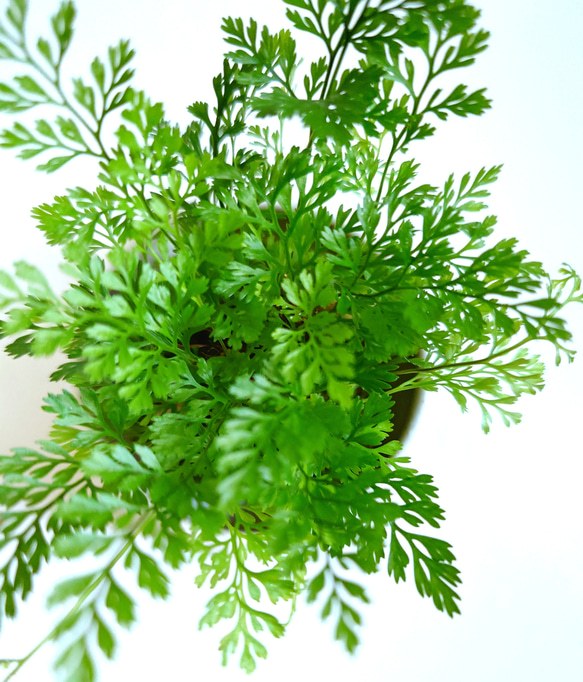 ●数量限定●新作●　厳選・小さめ　”ダバリア・苔玉仕立て　平鉢/受け皿セット（マットホワイト）”　観葉植物　おしゃれ 2枚目の画像