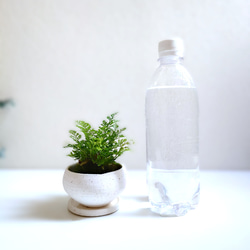 ●数量限定●新作●　厳選・小さめ　”ダバリア・苔玉仕立て　平鉢/受け皿セット（マットホワイト）”　観葉植物　おしゃれ 5枚目の画像