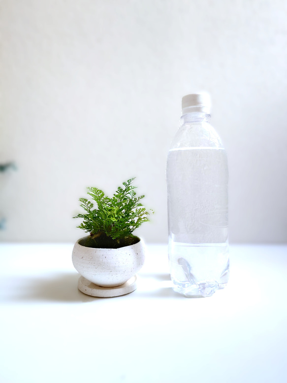 ●数量限定●新作●　厳選・小さめ　”ダバリア・苔玉仕立て　平鉢/受け皿セット（マットホワイト）”　観葉植物　おしゃれ 5枚目の画像