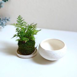 ●数量限定●新作●　厳選・小さめ　”ダバリア・苔玉仕立て　平鉢/受け皿セット（マットホワイト）”　観葉植物　おしゃれ 6枚目の画像