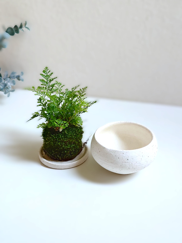 ●数量限定●新作●　厳選・小さめ　”ダバリア・苔玉仕立て　平鉢/受け皿セット（マットホワイト）”　観葉植物　おしゃれ 6枚目の画像