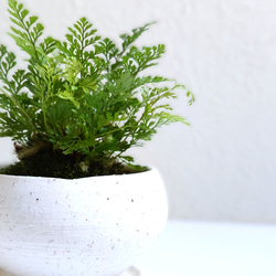 ●数量限定●新作●　厳選・小さめ　”ダバリア・苔玉仕立て　平鉢/受け皿セット（マットホワイト）”　観葉植物　おしゃれ 3枚目の画像