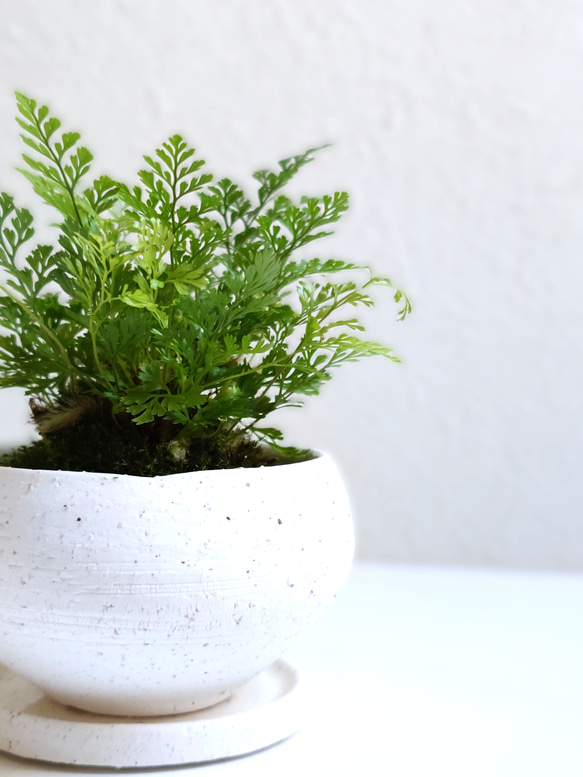 ●数量限定●新作●　厳選・小さめ　”ダバリア・苔玉仕立て　平鉢/受け皿セット（マットホワイト）”　観葉植物　おしゃれ 3枚目の画像