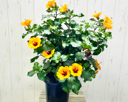 コンパクト咲き ハイビスカス〝プチオレンジ〟鉢植え その他インテリア