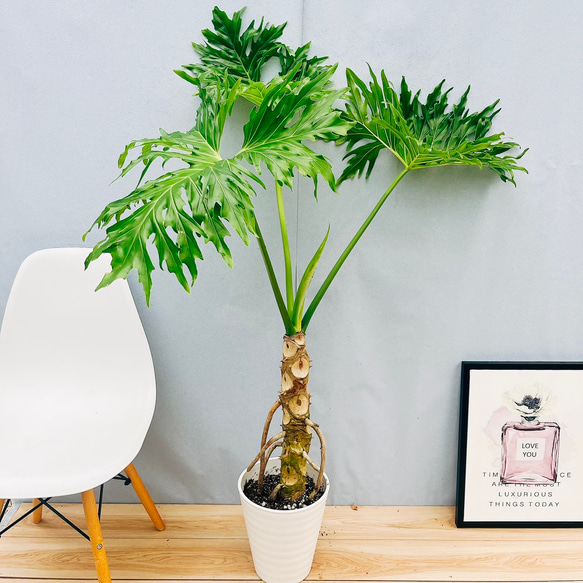 1 セローム 8号 幹上がり 観葉植物 個性的