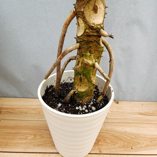 引き取り限定★1 セローム　8号　幹上がり　個性的　フィロデンドロン　観葉植物 1 セローム 8号 幹上がり 観葉植物 個性的