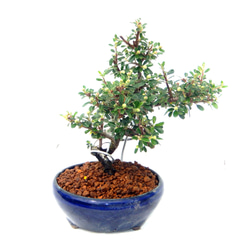 紫杜松 むらさきとしょう さし芽から10年程度育てたものです