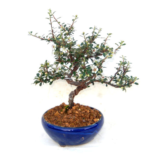 盆栽妙 紅紫檀 tk005 ピラカンサ [模様木] 大品盆栽 52 ピラカンサ 金