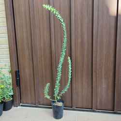 キングプロテア シナロイデス 鉢植え 苗 ワイルドフラワー