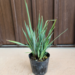 キングプロテア　シナロイデス　鉢植え　苗　ワイルドフラワー　ドライガーデン キングプロテア シナロイデス 鉢植え 苗 ワイルドフラワー