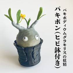 【パキポディウムの番人】パキ坊 グラキリス　12 現地球　ハンドメイド パキポディウムの番人】パキ坊 グラキリス 13現地球