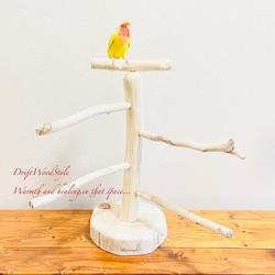 流木の止まり木  取り外しができる止まり木スタンド Mサイズ インコ オウム 鳥 バードスタンド パーチ N5 1枚目の画像