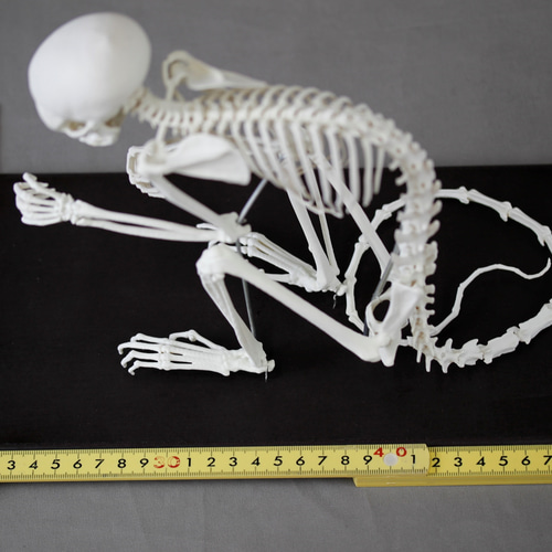 コモンリスザル (Saimiri sciureus) の等倍全身骨格模型 その他置物