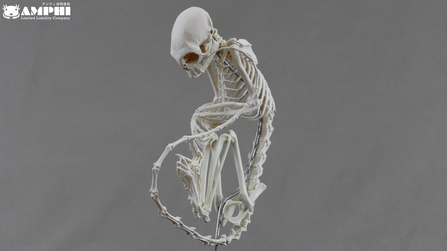 コモンマーモセット (Callithrix jacchus) 等倍全身骨格模型