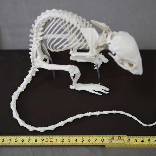 クマネズミ (Rattus rattus) 2倍拡大全身骨格模型 その他置物 アンフィ