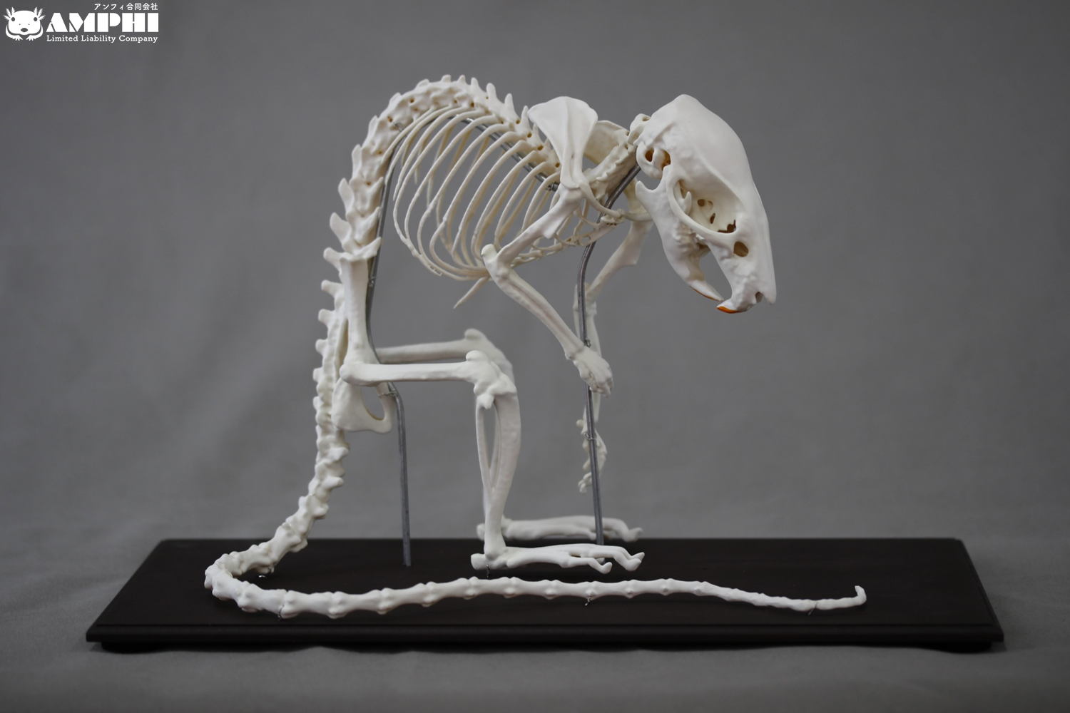 クマネズミ (Rattus rattus) 2倍拡大全身骨格模型