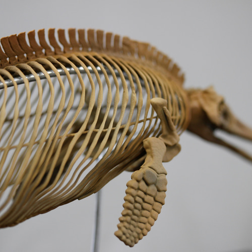 イクチオサウルス (Ichthyosaurus) 復元全身骨格 約10分の1縮小模型