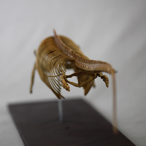 イクチオサウルス (Ichthyosaurus) 復元全身骨格 約10分の1縮小模型