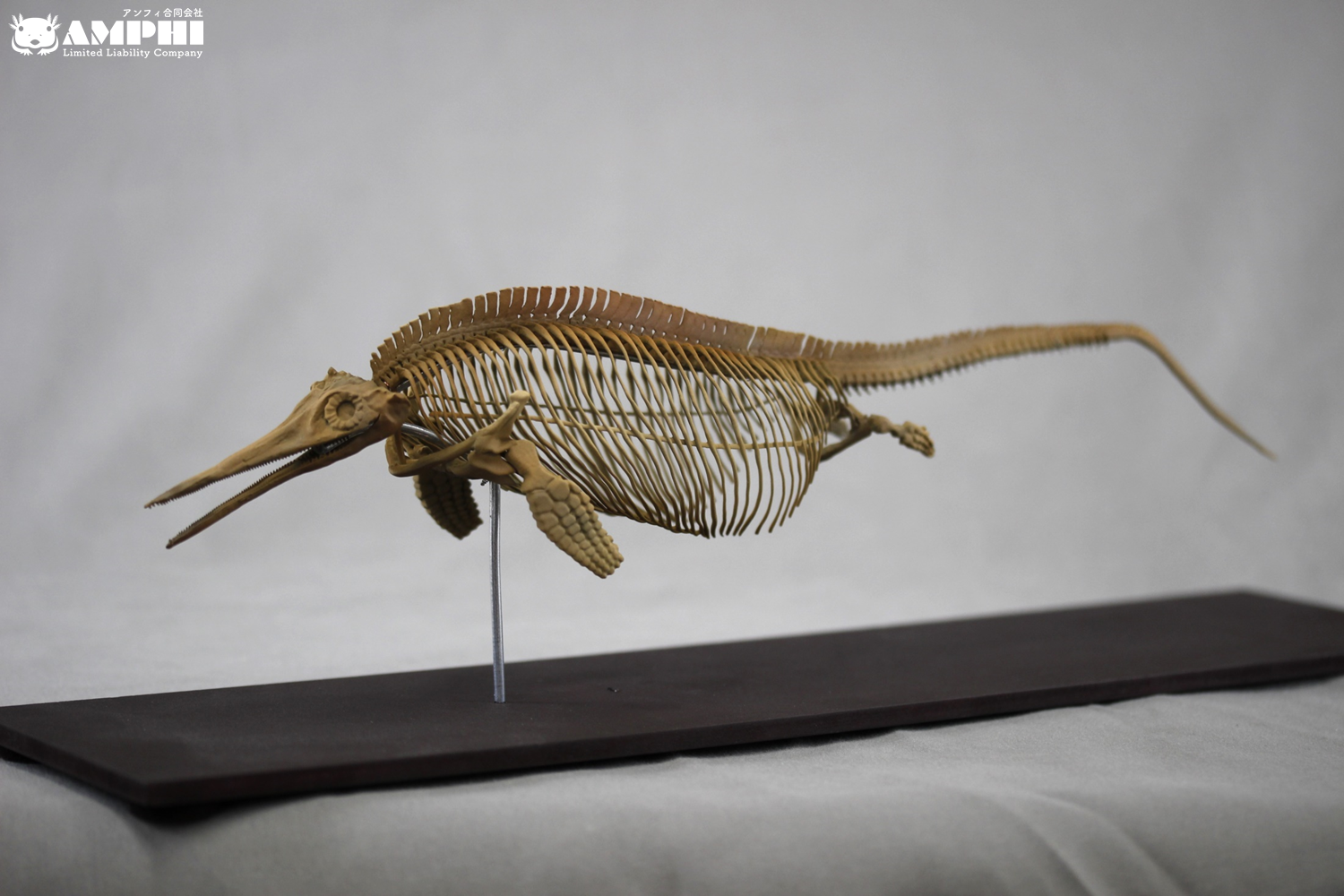 イクチオサウルス (Ichthyosaurus) 復元全身骨格 約10分の1縮小模型