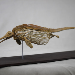 ハコネサンショウウオ幼生拡大模型【両生類サンショウウオ