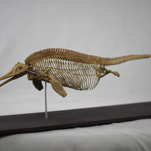 木彫　恐竜1/10　 プシッタコサウルス全身骨格模型　ツゲ製　２２㎝ イクチオサウルス (Ichthyosaurus) 復元全身骨格 約10分の1縮小模型