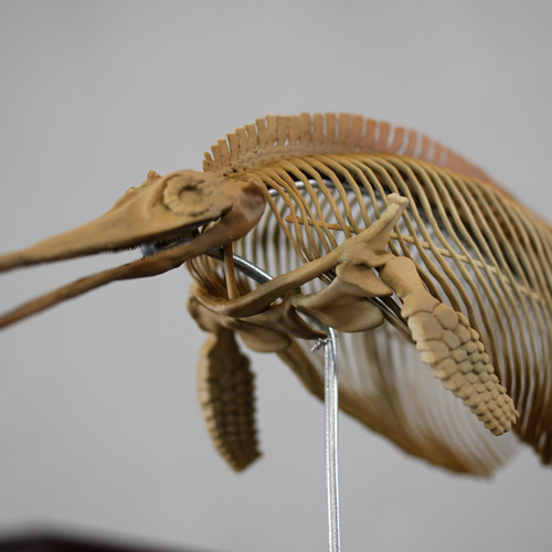 イクチオサウルス (Ichthyosaurus) 復元全身骨格 約10分の1縮小模型