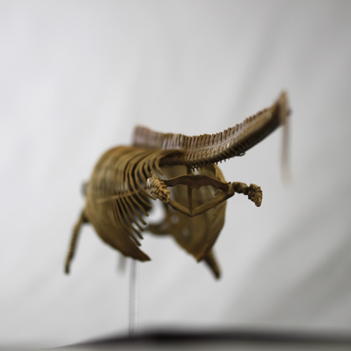 イクチオサウルス (Ichthyosaurus) 復元全身骨格 約10分の1縮小模型