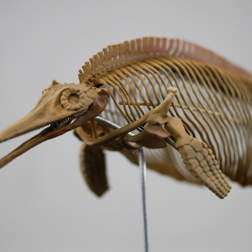 木彫　恐竜1/10　 プシッタコサウルス全身骨格模型　ツゲ製　２２㎝ イクチオサウルス (Ichthyosaurus) 復元全身骨格 約10分の1縮小模型