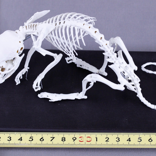 アカネズミ (Apodemus speciosus) 2倍拡大全身骨格模型 その他置物