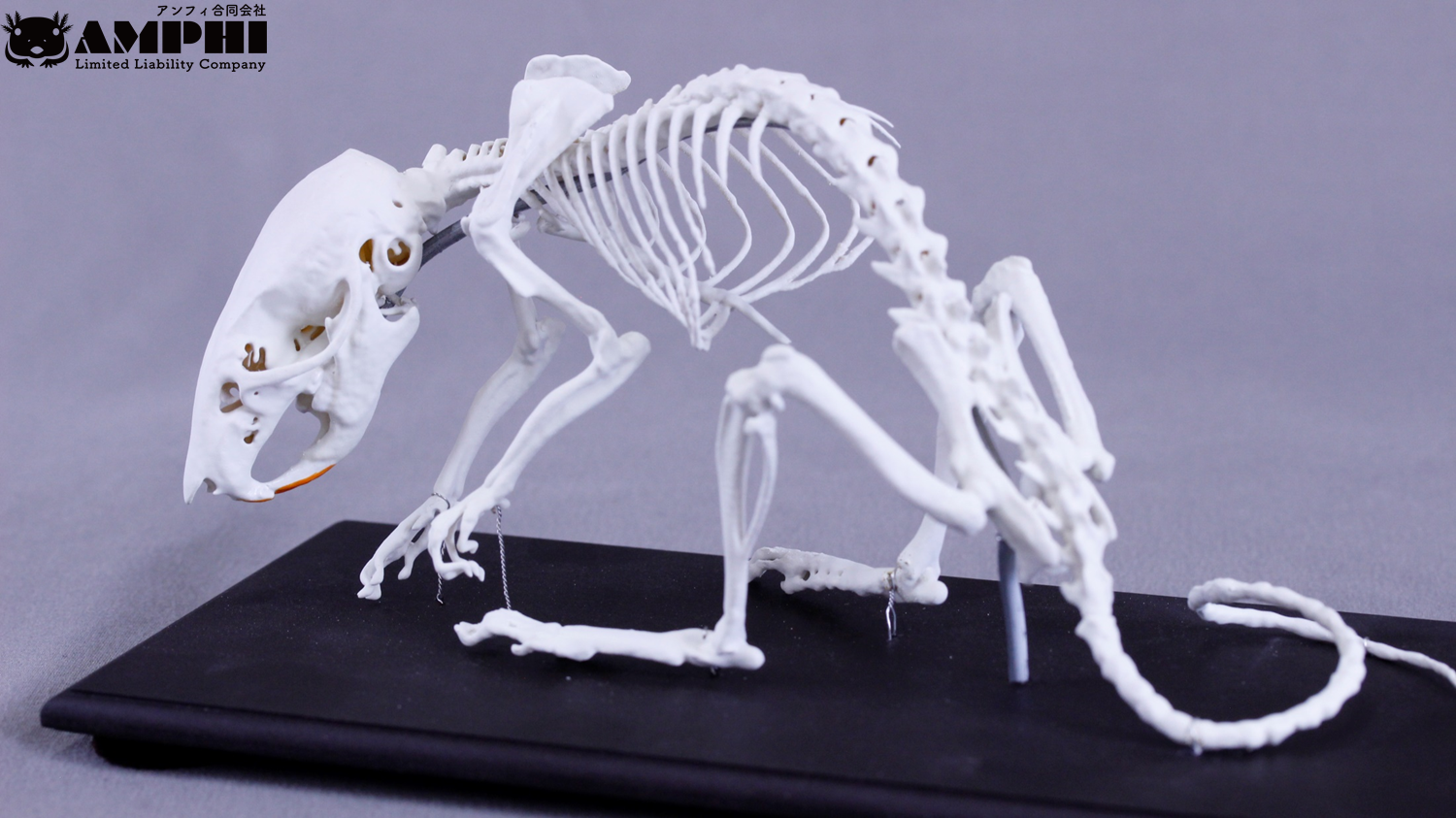 アカネズミ (Apodemus speciosus) 2倍拡大全身骨格模型