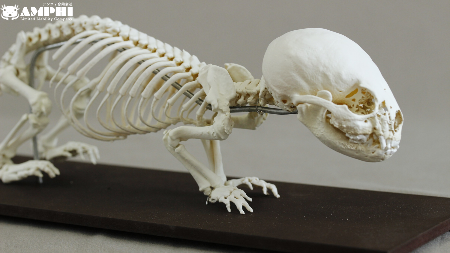 コツメカワウソ (Aonyx cinerea) 幼獣の等倍全身骨格模型