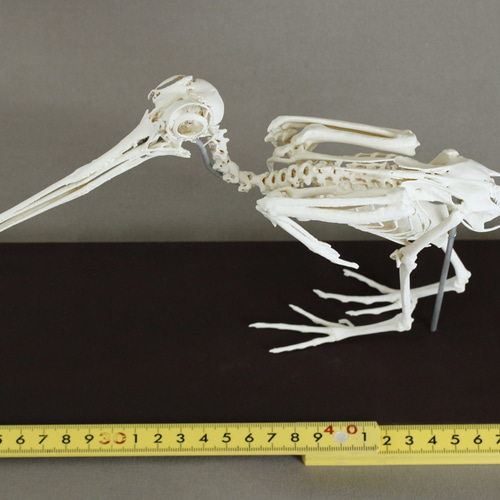 ヤマシギ (Scolopax rusticola) 等倍全身骨格模型 その他置物 アンフィ