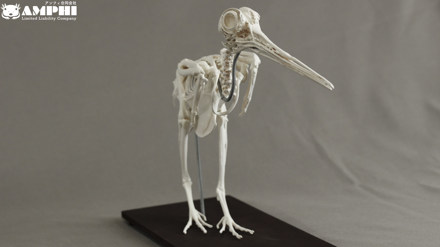 ヤマシギ (Scolopax rusticola) 等倍全身骨格模型