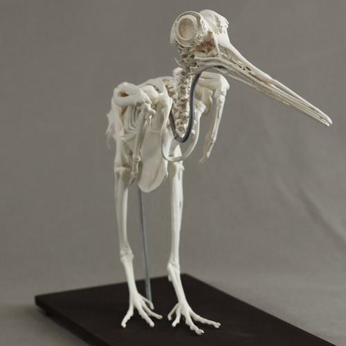 ヤマシギ (Scolopax rusticola) 等倍全身骨格模型 その他置物 アンフィ