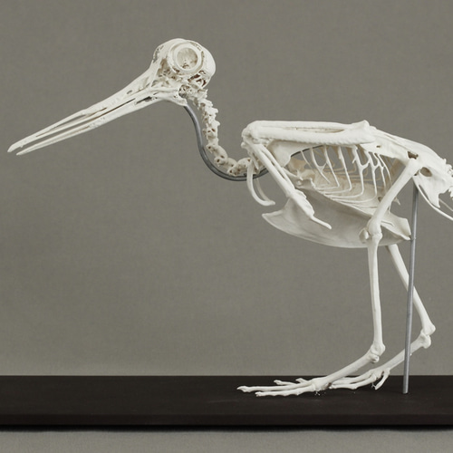 ヤマシギ (Scolopax rusticola) 等倍全身骨格模型 その他置物 アンフィ