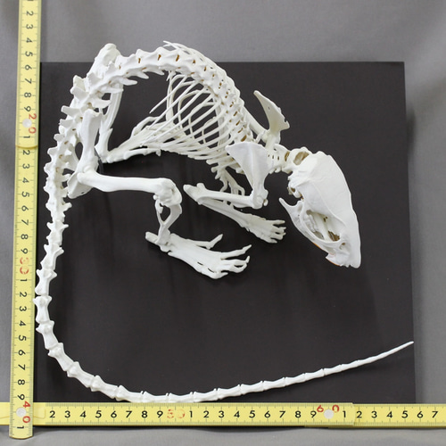 ドブネズミ (Rattus norvegicus) 2倍拡大全身骨格模型 その他置物