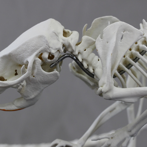 ドブネズミ (Rattus norvegicus) 2倍拡大全身骨格模型 その他置物