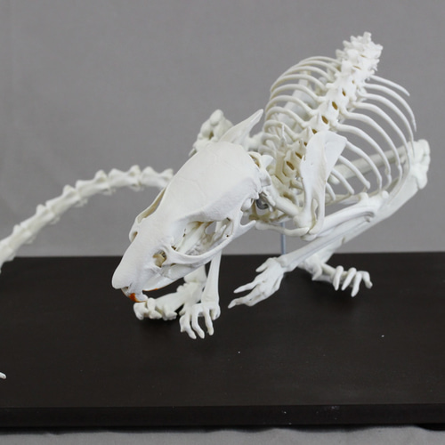 ドブネズミ (Rattus norvegicus) 2倍拡大全身骨格模型 その他置物
