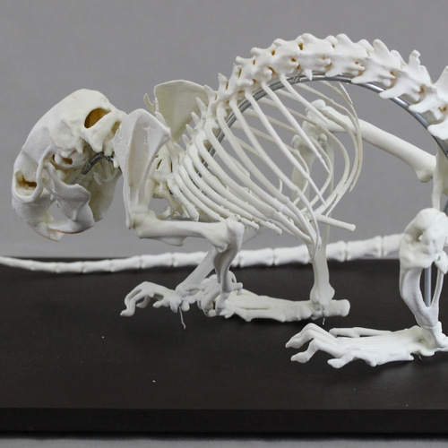 ドブネズミ (Rattus norvegicus) 2倍拡大全身骨格模型 その他置物