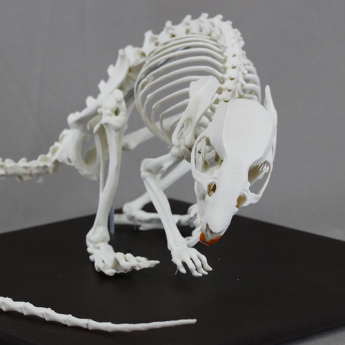 ドブネズミ (Rattus norvegicus) 2倍拡大全身骨格模型 その他置物