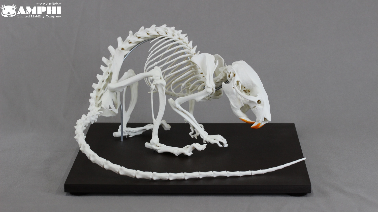 ドブネズミ (Rattus norvegicus) 2倍拡大全身骨格模型