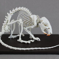 ネコ (Felis catus) 全身骨格模型 1/2サイズ その他置物