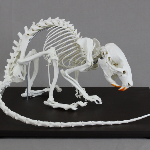 ドブネズミ (Rattus norvegicus) 2倍拡大全身骨格模型 その他置物